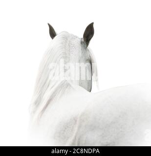 bianco cavallo arabo da vicino, vista sul collo, orecchie e manna Foto Stock