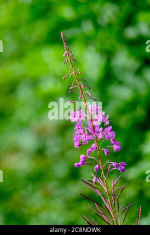 Bella Rosebay Willowwib (Chamerion angustifolium) in pieno fiore e fotografato contro uno sfondo verde fuori fuoco Foto Stock