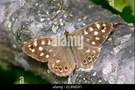 Farfalla di legno puntinato (Pararge aegeria) poggiante con ali spalmate su un tronco Foto Stock