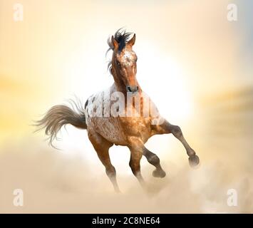 Bellissimo stallone appaloosa che corre galoppo in praterie al tramonto, Foto Stock