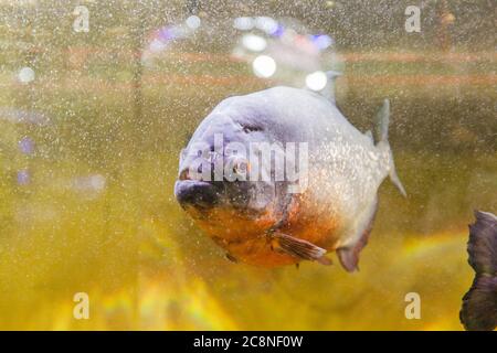 Piranha in acquario , pesce d'acqua dolce sudamericano. Foto Stock
