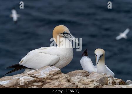 Sule (Morus Bassanus) in Troup Testa, Scozia Foto Stock