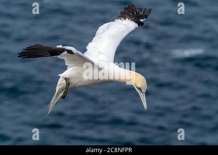 Gannet (Morus Bassanus) a Troup Head, Scozia Foto Stock