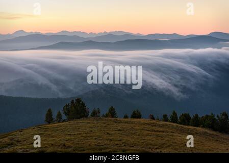 Incredibile alba con belle onde di nebbia fluenti che strisciano lungo i contorni delle montagne e cedri in primo piano dalla cima della montagna Foto Stock