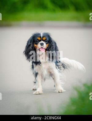 Giovane cavalier re charles Spaniel cane in estate parco Foto Stock