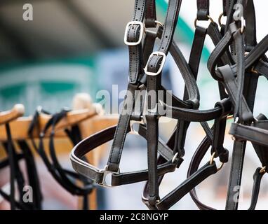 Cavallo pelle si ferma sul mercato Foto Stock