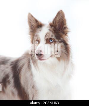 Merle bordo collie su uno sfondo bianco nevoso Foto Stock