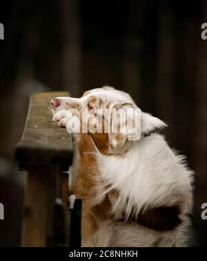 Cane pensieroso su un ponte Foto Stock