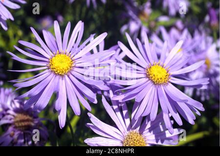 Aster x frikartii 'Monch' una pianta di fiori erbacei perenni coltivati comuni, molto dura, conosciuta anche come Michaelmas Daisy a causa della sua fioritura tardiva Foto Stock