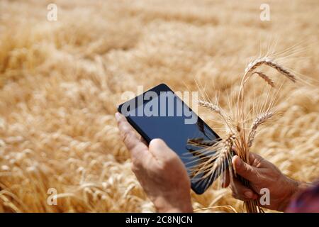 mani contadine con tavoletta in un campo di grano Foto Stock