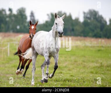 Due bellissimi cavalli che corrono nel campo estivo Foto Stock