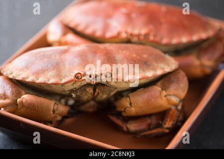 Due granchi marroni cotti e bolliti, Cancer pagurus, catturati nella Manica, presentati in una ciotola. Dorset Inghilterra GB Foto Stock