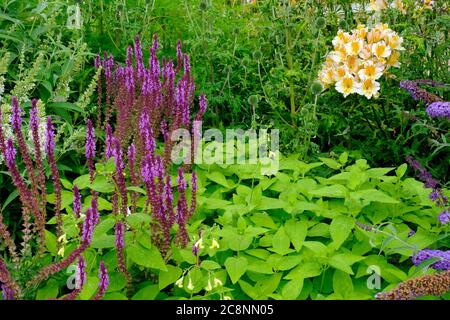 Lussureggiante confine dei fiori estivi inglesi - John Gollop Foto Stock