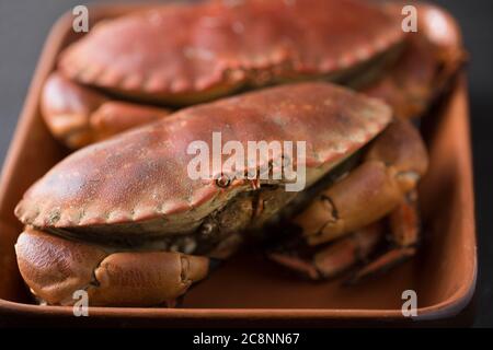 Due granchi marroni cotti e bolliti, Cancer pagurus, catturati nella Manica, presentati in una ciotola. Dorset Inghilterra GB Foto Stock