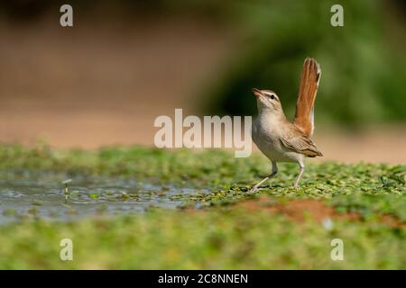 Scrub robin con coda rufosa (galattoti di Cercotrichas) Foto Stock