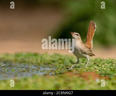 Scrub robin con coda rufosa (galattoti di Cercotrichas) Foto Stock