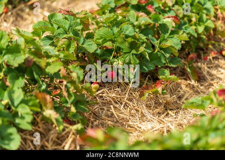 Cespugli di fragole verdi sono piantati in file pari nel campo in un giorno di sole Kent, Regno Unito Foto Stock