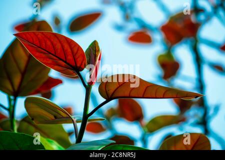 Foglie di Bodhi rosso. Le foglie di Pho hanno modelli filamentosi che si alternano attraverso le foglie Foto Stock