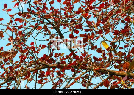 Foglie di Bodhi rosso. Le foglie di Pho hanno modelli filamentosi che si alternano attraverso le foglie Foto Stock