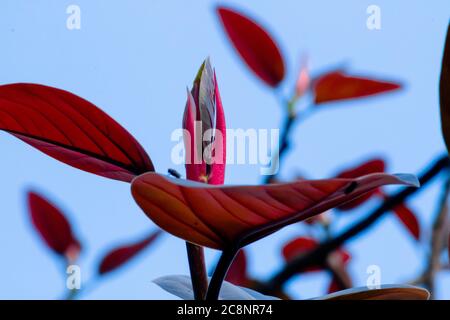 Foglie di Bodhi rosso. Le foglie di Pho hanno modelli filamentosi che si alternano attraverso le foglie Foto Stock