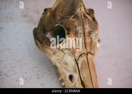 Cranio di capra secco sulla parete di pietra nell'interno domestico, primo piano Foto Stock