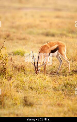 La gazzella di Thomson, Eudorcas thomsonii, che fa la sua parte nel Parco Nazionale del Lago Nakuru. Kenya. Africa Foto Stock