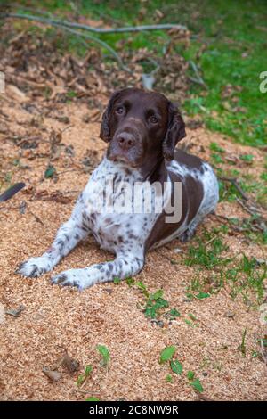 Inglese Springer Spaniel, marrone e fegato, marrone e bianco, canino, Gun Dog, energico, attivo, lavoratore duro, lavoro sul campo, attento desideroso, bello, animale domestico Foto Stock