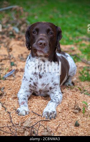 Inglese Springer Spaniel, marrone e fegato, marrone e bianco, canino, Gun Dog, energico, attivo, lavoratore duro, lavoro sul campo, attento desideroso, bello, animale domestico Foto Stock