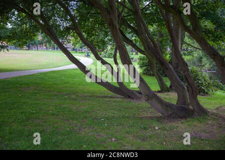 Riflessi alberi, spazi aperti, parco, foresta, bosco, amenità locali, lato lago, paesaggio, deciduo, sempreverde, screening, schermo, naturale. Foto Stock