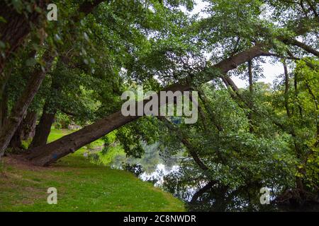 Riflessi alberi, spazi aperti, parco, foresta, bosco, amenità locali, lato lago, paesaggio, deciduo, sempreverde, screening, schermo, naturale. Foto Stock