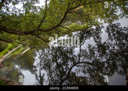 Riflessi alberi, spazi aperti, parco, foresta, bosco, amenità locali, lato lago, paesaggio, deciduo, sempreverde, screening, schermo, naturale. Foto Stock