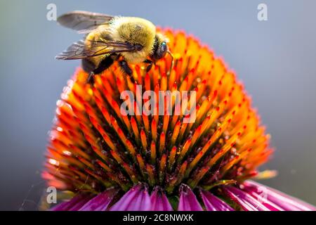 Macro closeup di un polline nero e giallo bumblebee gatnig su un Echinacea o fiore viola di coneflower in giardino. Foto Stock