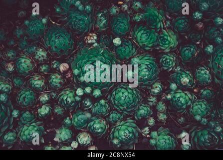 Modello di foglie verdi. Foglie naturali di sfondo da vicino al buio Foto Stock