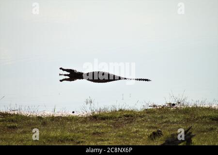 Un coccodrillo a bocca aperta in un lago Foto Stock