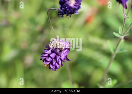 Un hoverfly sulla colombina viola da vicino Foto Stock