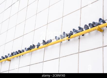 I piccioni grigi degli uccelli della città si siedono in una fila su un tubo giallo a gas caldo contro una parete bianca. Diagonale. Foto Stock