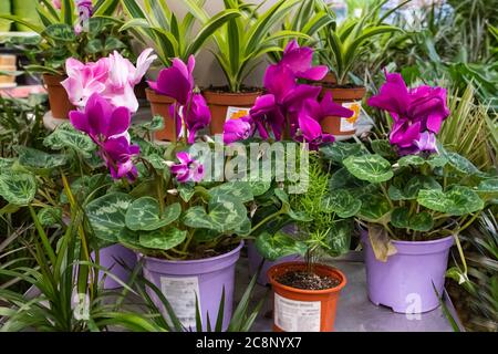Fioritura ciclamino persiano in vaso pianta su uno sfondo sfocato. Piante di casa sono in un negozio di fiori. Foto Stock