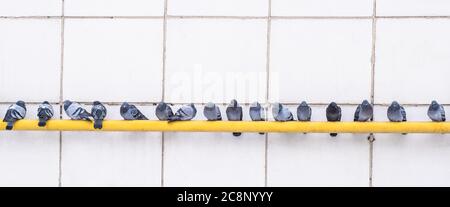I piccioni grigi degli uccelli della città si siedono in una fila su un tubo giallo a gas caldo contro una parete bianca. Banner. Foto Stock