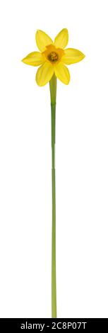 Vista frontale del singolo daffodil, isolato su sfondo bianco. Foto Stock
