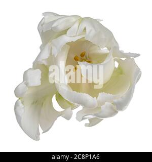 Primo piano vista dall'alto di un singolo fiore tulipano bianco con volant, isolato su sfondo bianco. Foto Stock