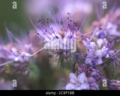 Macro di fiori viola boraginaceae Foto Stock