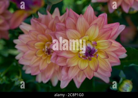 Rosa giallo dahlia Melody Dora lussureggiante dahlia fiore primo piano Foto Stock