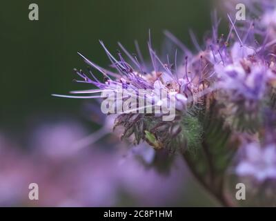 Macro di fiori viola boraginaceae Foto Stock