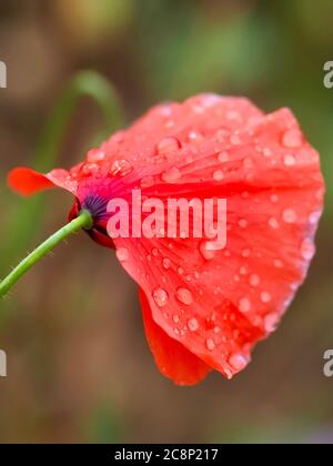 Gocce d'acqua su un fiore rosso papavero Foto Stock