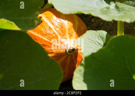 Squash rampicante 'Red Kuri' Foto Stock