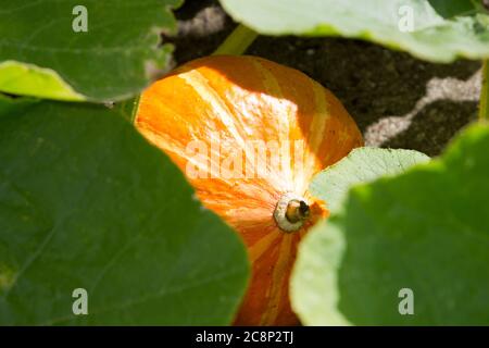 Squash rampicante 'Red Kuri' Foto Stock