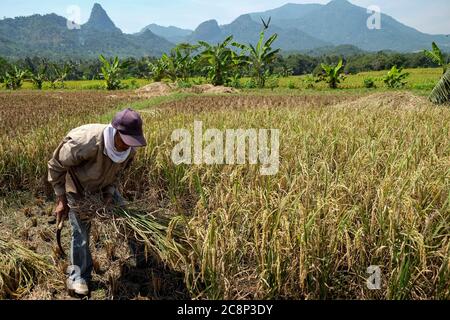 Giava Occidentale, Indonesia. 26 luglio 2020. Un uomo raccoglie il riso nel villaggio di Tanjung Sari, distretto di Bogor, nella provincia di Giava Occidentale, Indonesia, 26 luglio 2020. Credit: Veri Sanovri/Xinhua/Alamy Live News Foto Stock