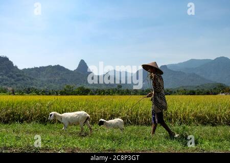 Giava Occidentale, Indonesia. 26 luglio 2020. Un allevatore di capra cammina attraverso i campi di riso al villaggio di Tanjung Sari, distretto di Bogor della provincia di Giava Occidentale, Indonesia, 26 luglio 2020. Credit: Veri Sanovri/Xinhua/Alamy Live News Foto Stock