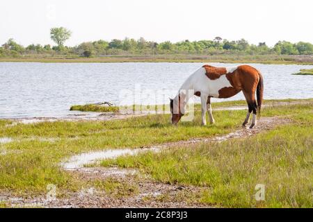 Pony selvatico (Equus caballus) che pascolano nelle zone umide di paludi salate di Assateague Island National Seashore, Maryland Foto Stock