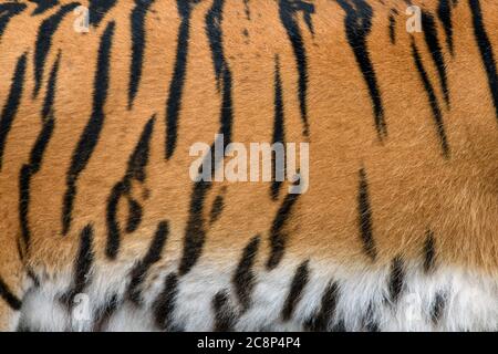 Closeup tigre reale la texture della pelle. Tiger fur texture di sfondo immagine di sfondo Foto Stock